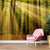 Sunbeams Through Redwood Wallpaper Mural